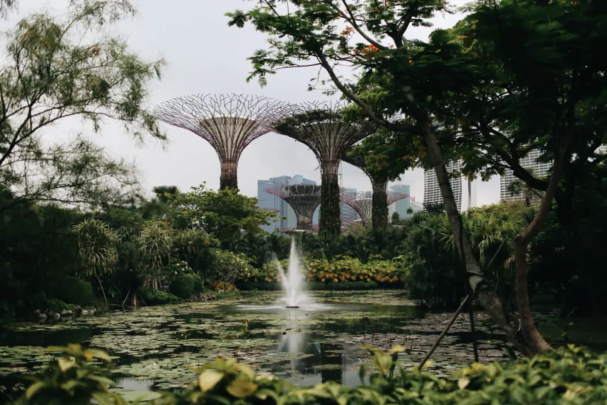 Supertree structures at Gardens by the Bay above tropical plants and a lily pond with a fountain, with towers behind