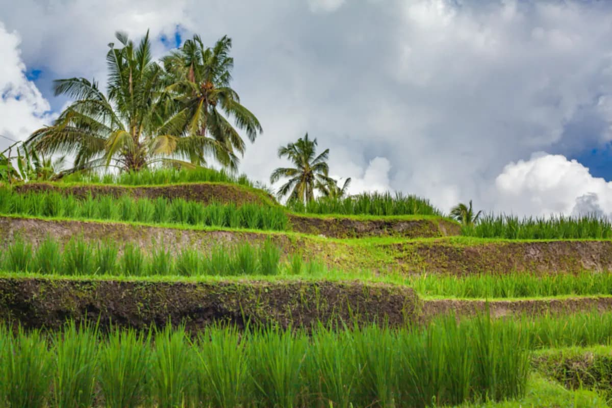Terraced rice fields with young green rice and coconut palms under a cloudy sky at Jatiluwih in Bali