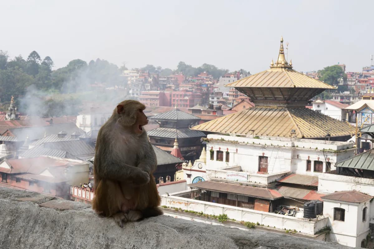 A rhesus macaque on a stone wall above temple roofs in Kathmandu, including a golden pagoda roof, with smoke drifting past
